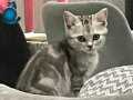 British Shorthair silver 