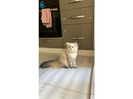 British longhair 6 aylık