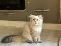 British longhair 6 aylık