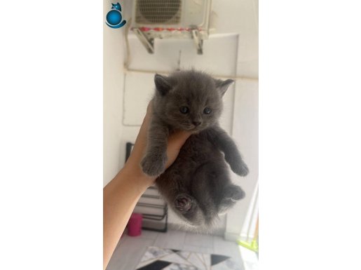 Show kalite British shorthair yavru.. 