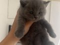 Show kalite British shorthair yavru.. 