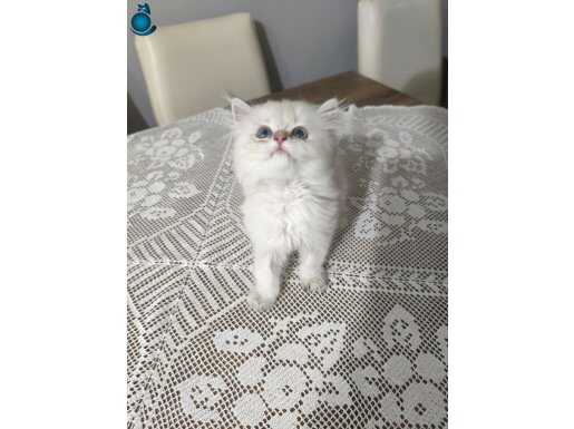 British longhair silver point