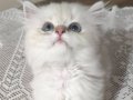 British longhair silver point