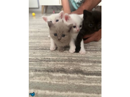 British shorthair yavruları