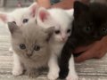 British shorthair yavruları