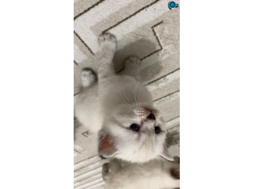 Renkli gözlü güzeller güzeli