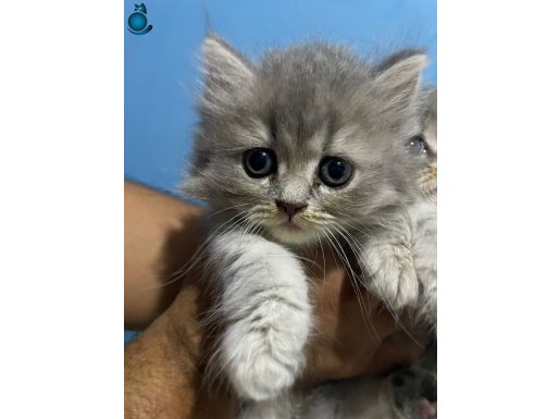 BEBEK YÜZLÜ MİNİK YAVRULARIMIZ SAHİPLERİNİ ARIYOR