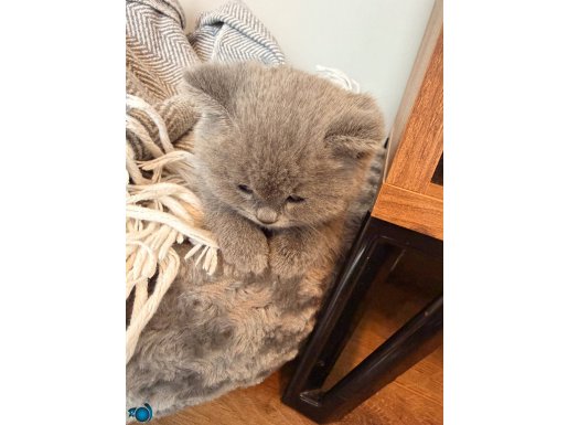 İki aylık tatlı bebek