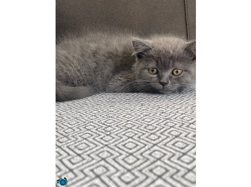 Çok sevimli akıllı kedi 