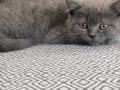 Çok sevimli akıllı kedi 
