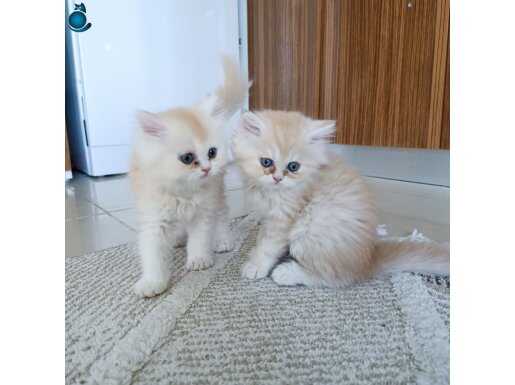 Sevimli İran Chincilla 