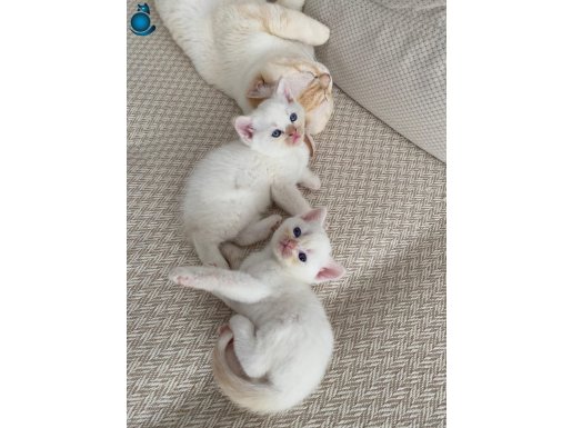 Sevimli yavrumuz yeni yuvasını bekliyor