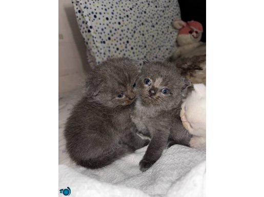 British şorthair ve scottish fold