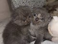 British şorthair ve scottish fold