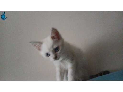 Cok tatli beyaz kedi 