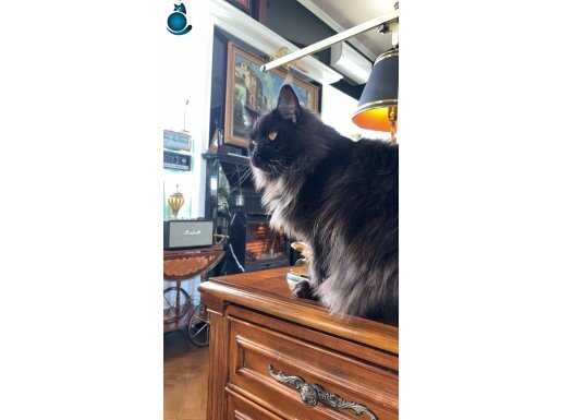 kaliteli main coon 