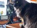 kaliteli main coon 