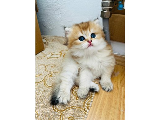 Scr soylu golden ny12 longhair yavru 