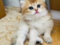 Scr soylu golden ny12 longhair yavru 