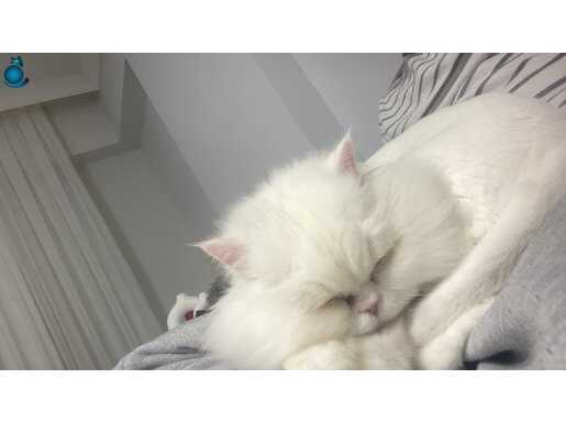 Uysal ve akıllı. Bebek olduğu için ilanda.