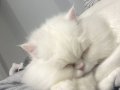 Uysal ve akıllı. Bebek olduğu için ilanda.