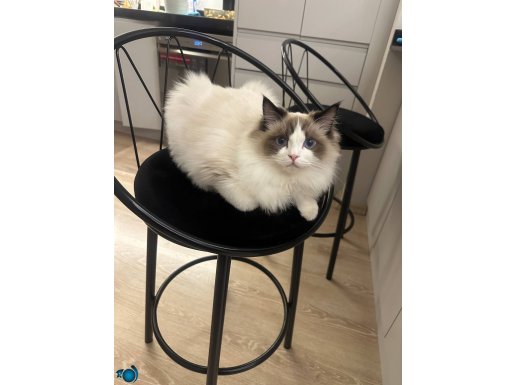 Erkek Ragdoll 