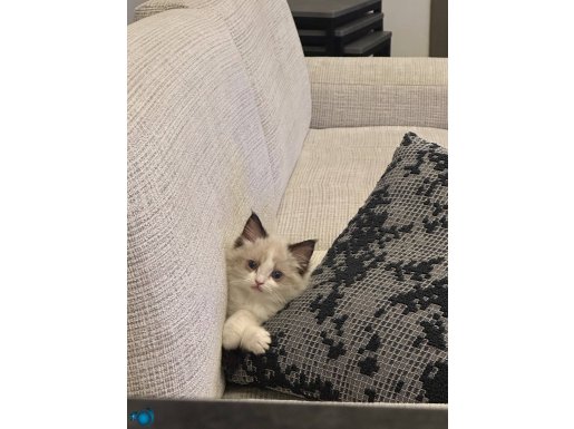 2 aylık erkek ragdoll