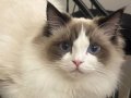 Erkek Ragdoll 
