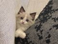 2 aylık erkek ragdoll