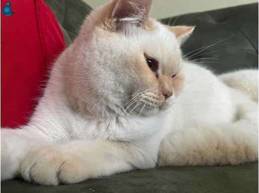 9 Aylık British Shorthair - Ev Ortamında Yetişmiş Sosyal Karakter