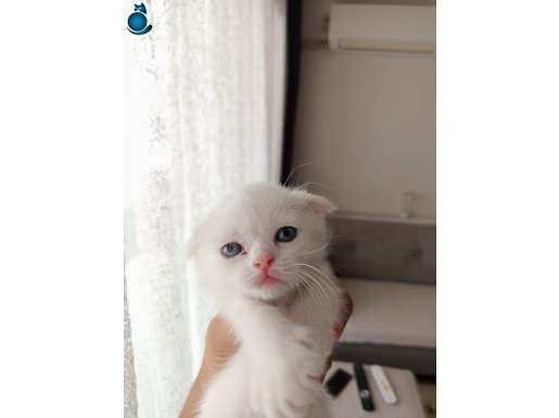 son minik