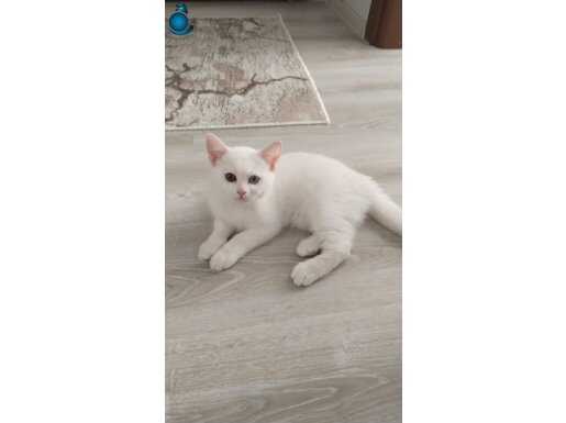 Minnoş kedilerim 