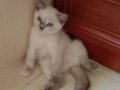 3 aylik parazit asilari tamdir yuva ariyoruz