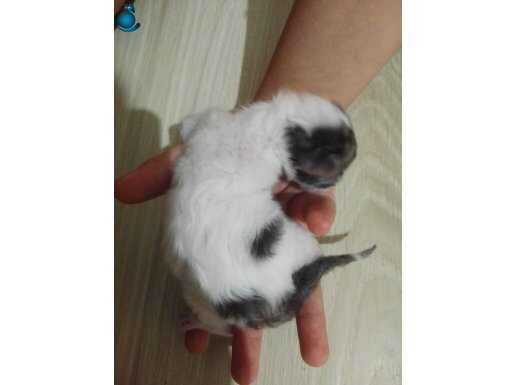 1 aylıktan küçük bebek kedi ve annesini istiyen varsa alsın