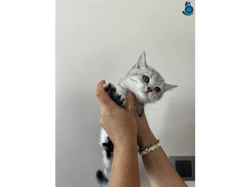 ANNE ALTI SAĞLIKLI YAVRU