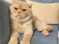 Yeni sahip aranıyor