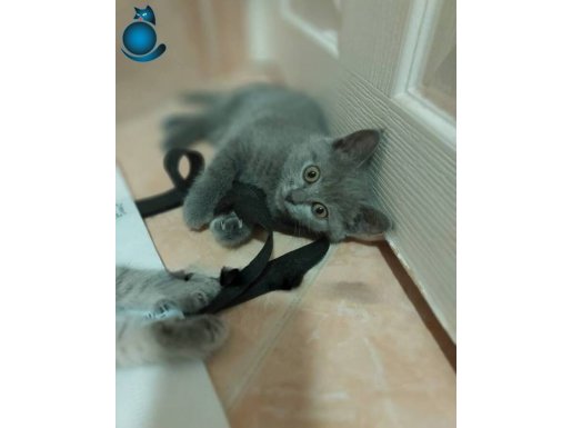 British shorthair dişi