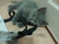 British shorthair dişi