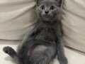 British Shorthair yavrularımızı sahiplendiriyoruz