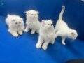 4adet kedi yavrusu 