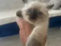 Hayatınıza neşe katacak yavru kediler 