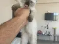 Hayatınıza neşe katacak yavru kediler 
