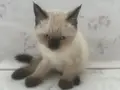 Hayatınıza neşe katacak yavru kediler 