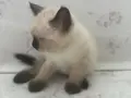 Hayatınıza neşe katacak yavru kediler 