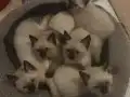 Hayatınıza neşe katacak yavru kediler 