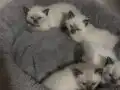 Hayatınıza neşe katacak yavru kediler 
