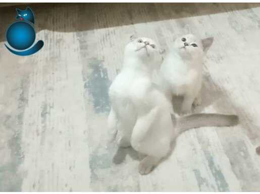 İzmir Tire’de Aile Sıcağı Bekleyen Oyuncu Brittish Scottish 