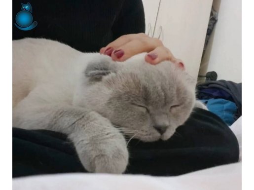 Orjinal scottish fold 