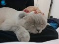 Orjinal scottish fold 
