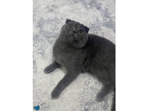 Scottish Fold evcil ve uysal kedimiz